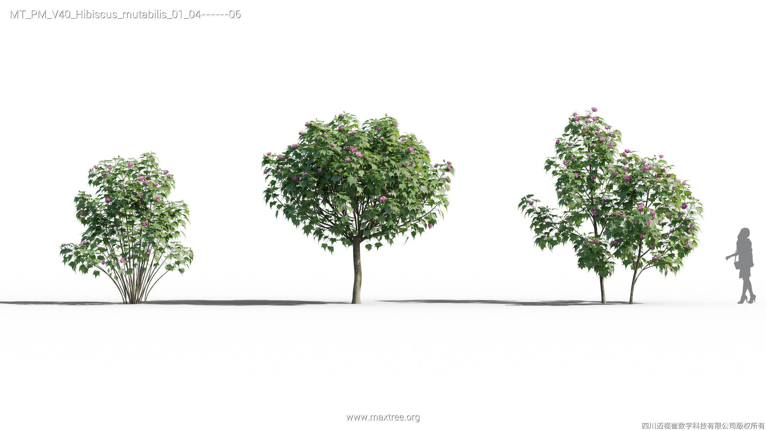 Maxtree Plant Models Vol 40 - Mesh 3D model_17