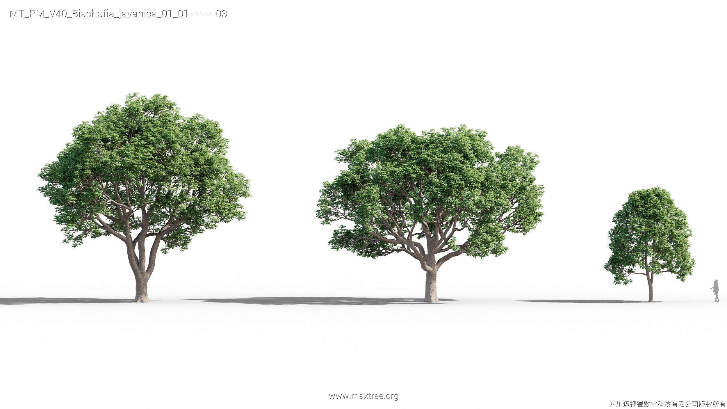 Maxtree Plant Models Vol 40 - Mesh 3D model_4