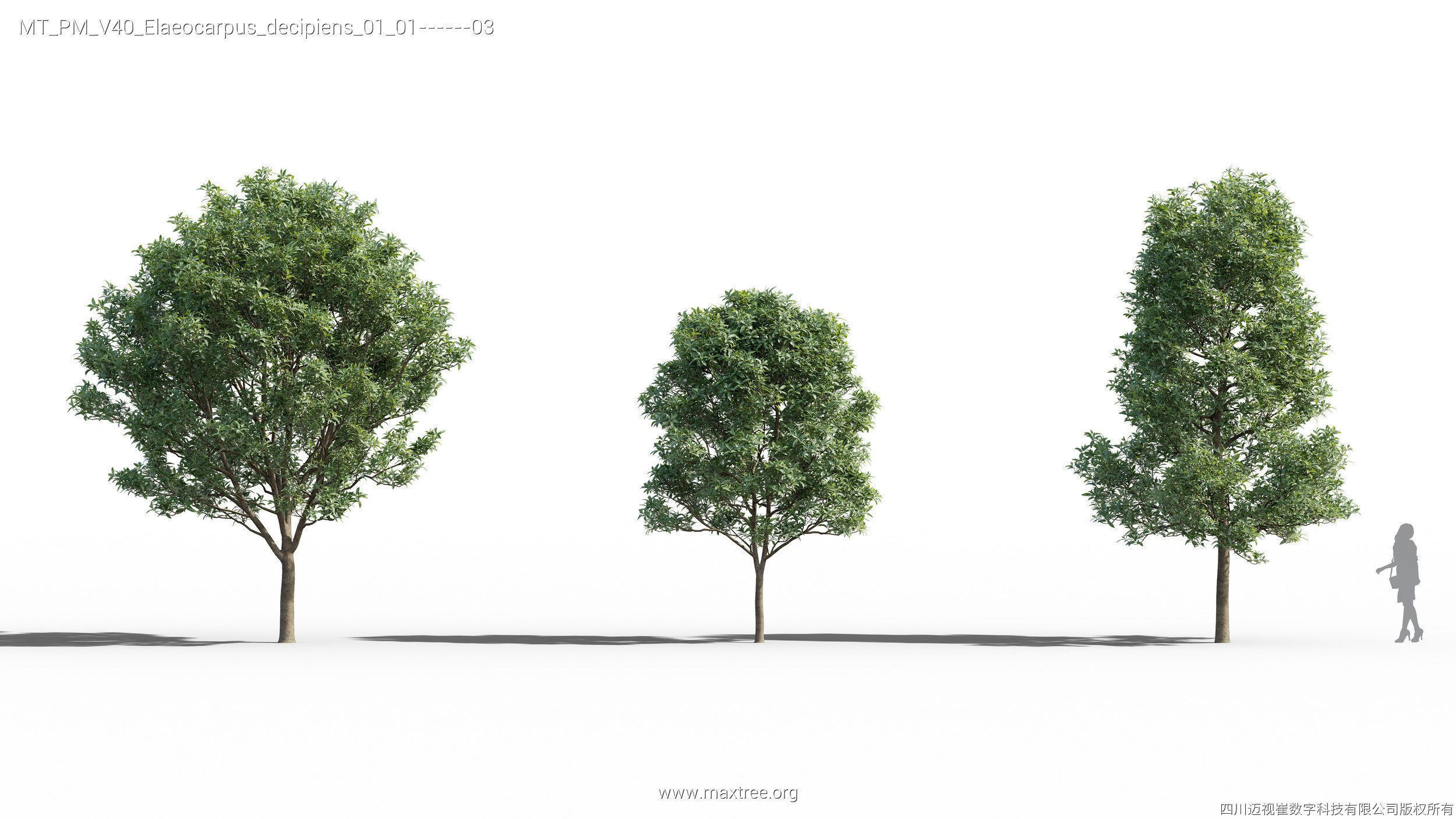 Maxtree Plant Models Vol 40 - Mesh 3D model_12