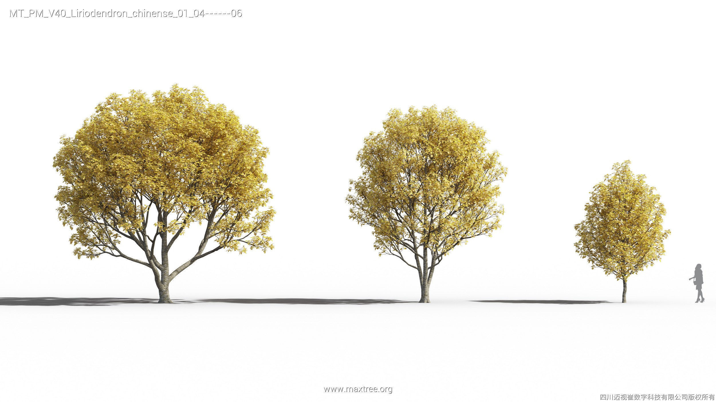 Maxtree Plant Models Vol 40 - Mesh 3D model_19
