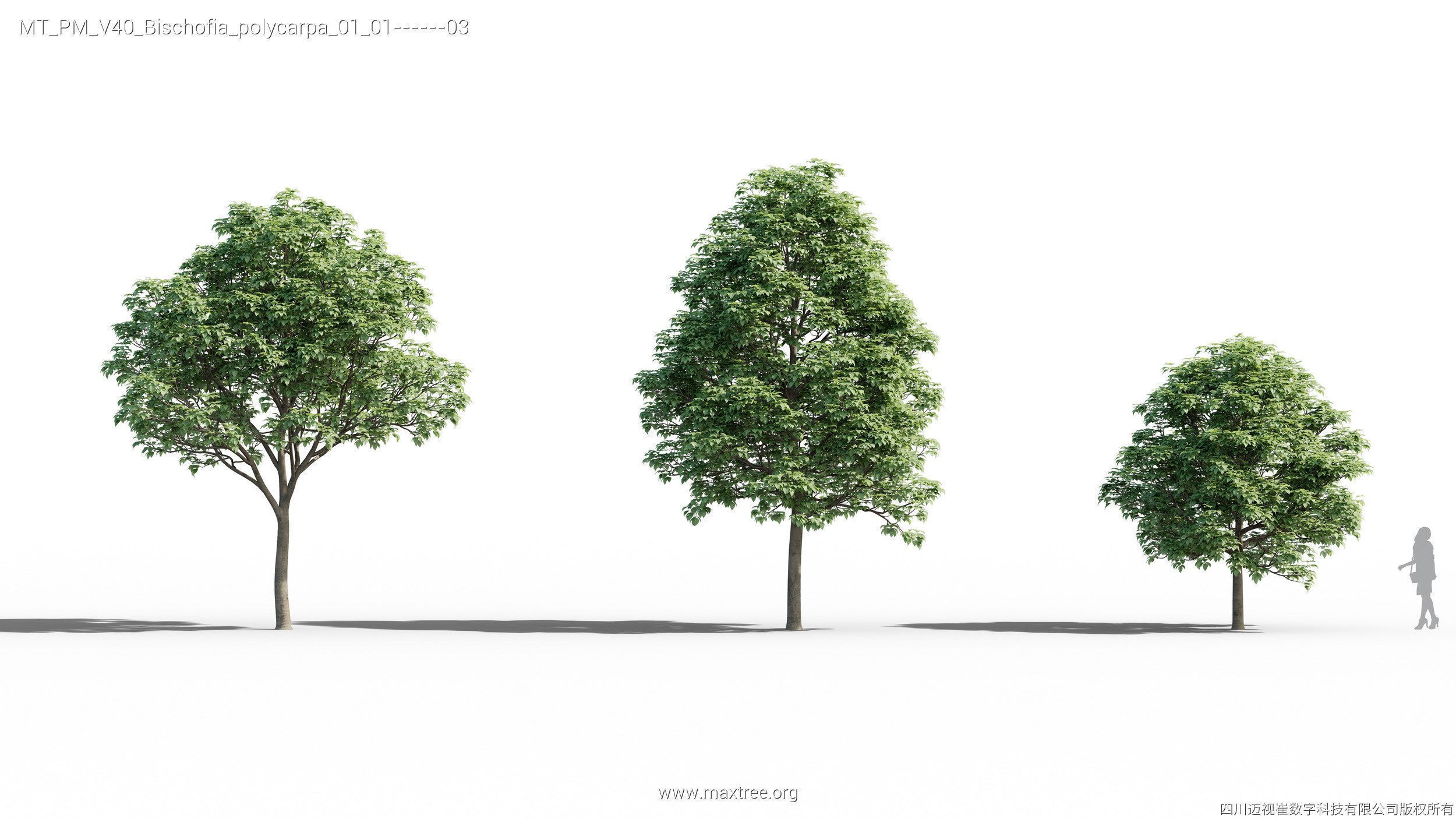 Maxtree Plant Models Vol 40 - Mesh 3D model_6
