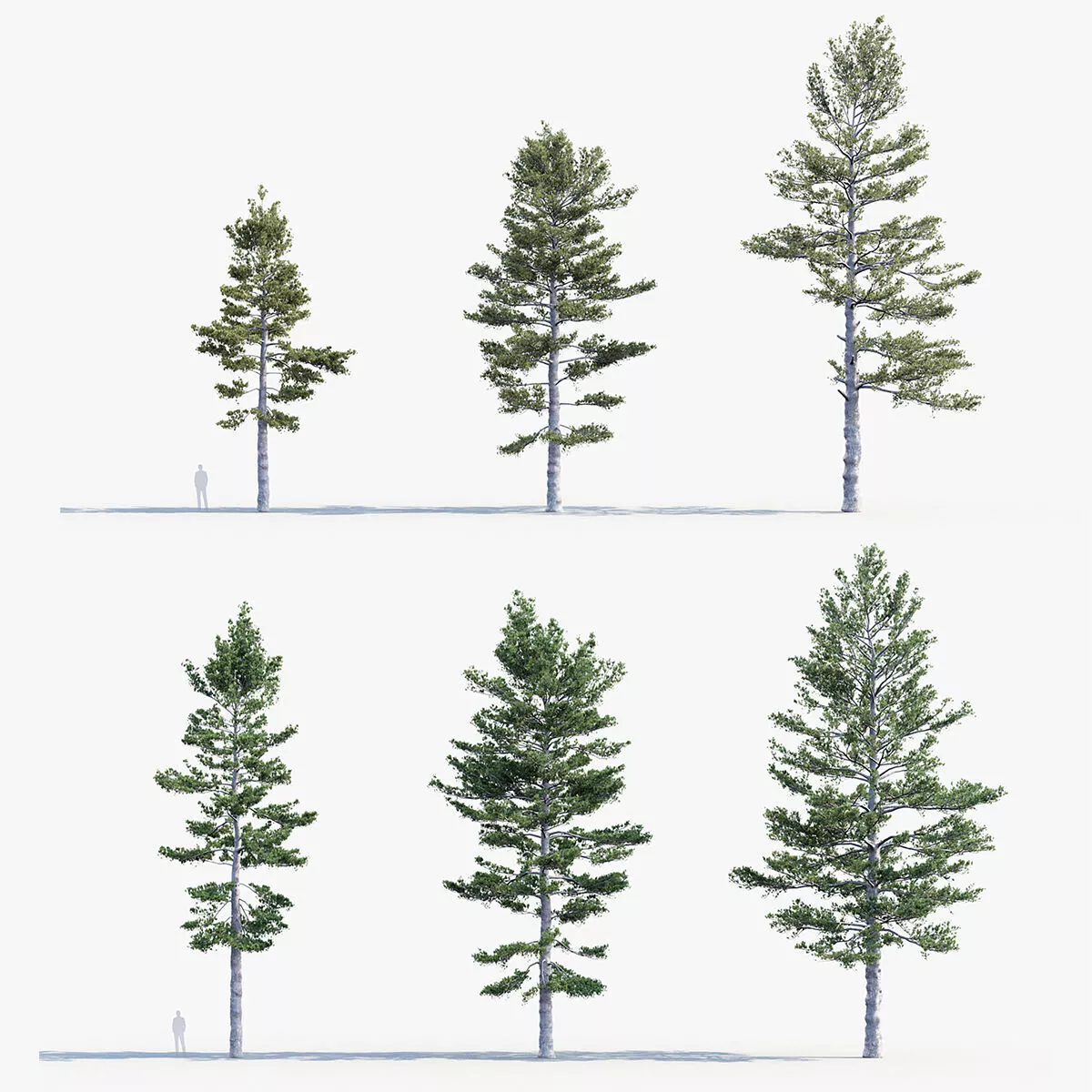 Northern white pine - Pinus strobus 3D model
