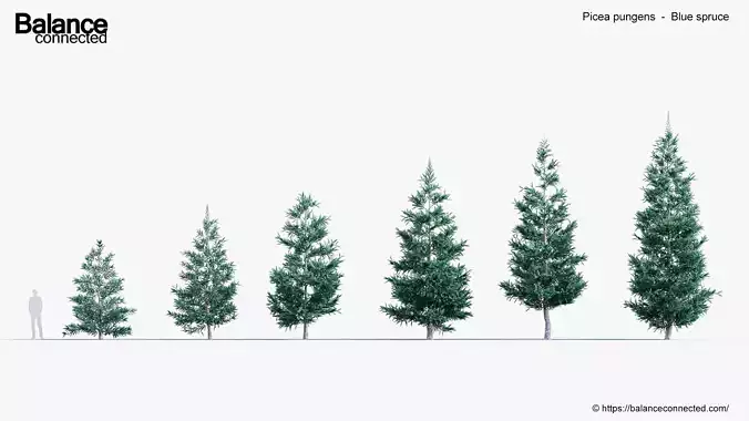 Picea pungens Blue spruce 3D Model