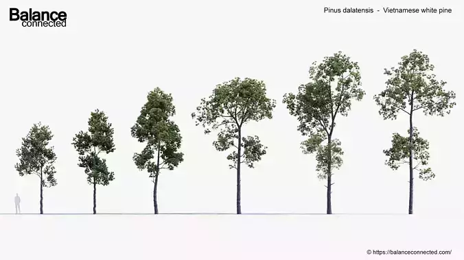 Pinus dalatensis Vietnamese white pine 3D Model