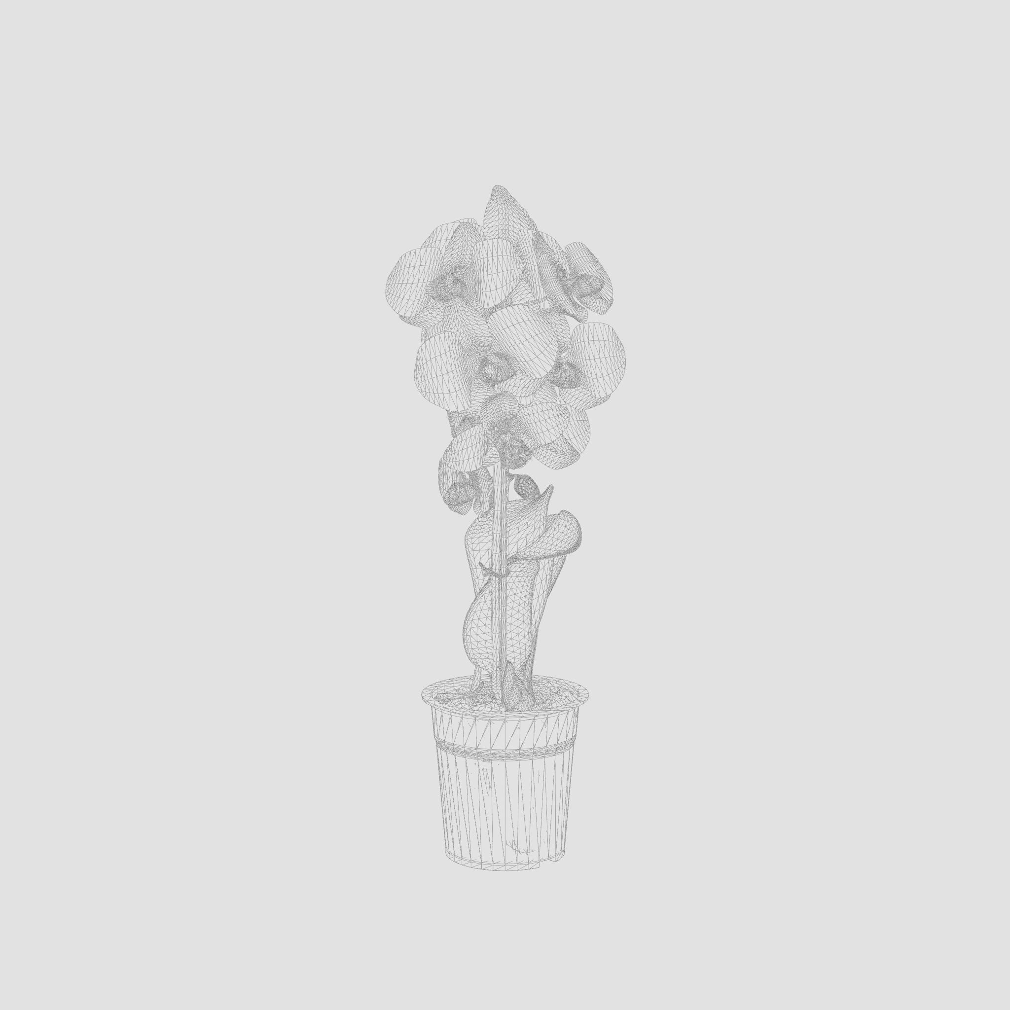 Moth Orchid Phalaenopsis 3D Model  Low-poly 3D model_6