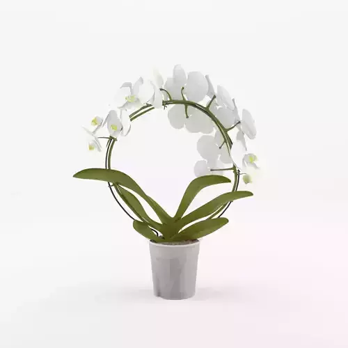 Moth Orchid Phalaenopsis 3D Model  Low-poly 3D model