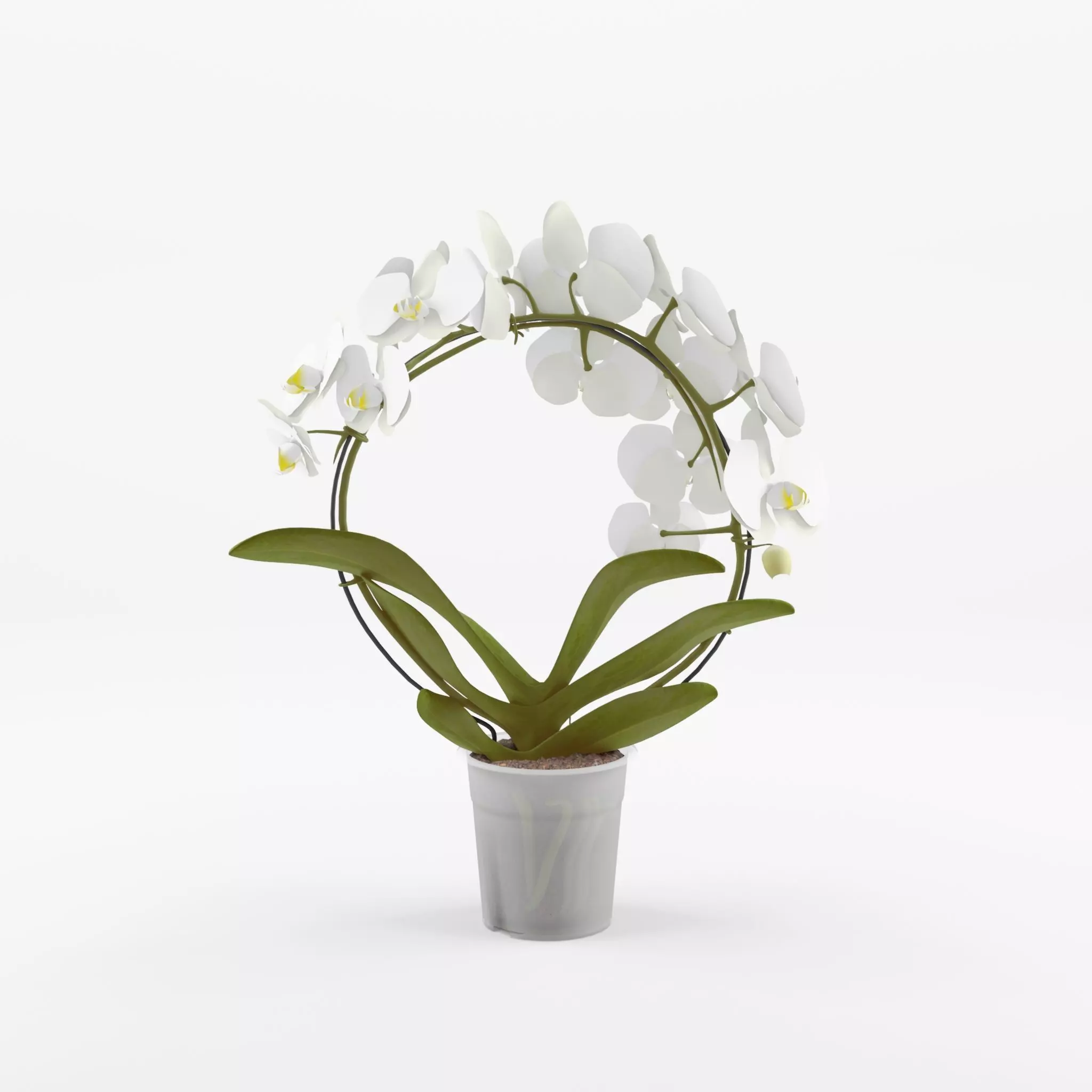 Moth Orchid Phalaenopsis 3D Model  Low-poly 3D model_0