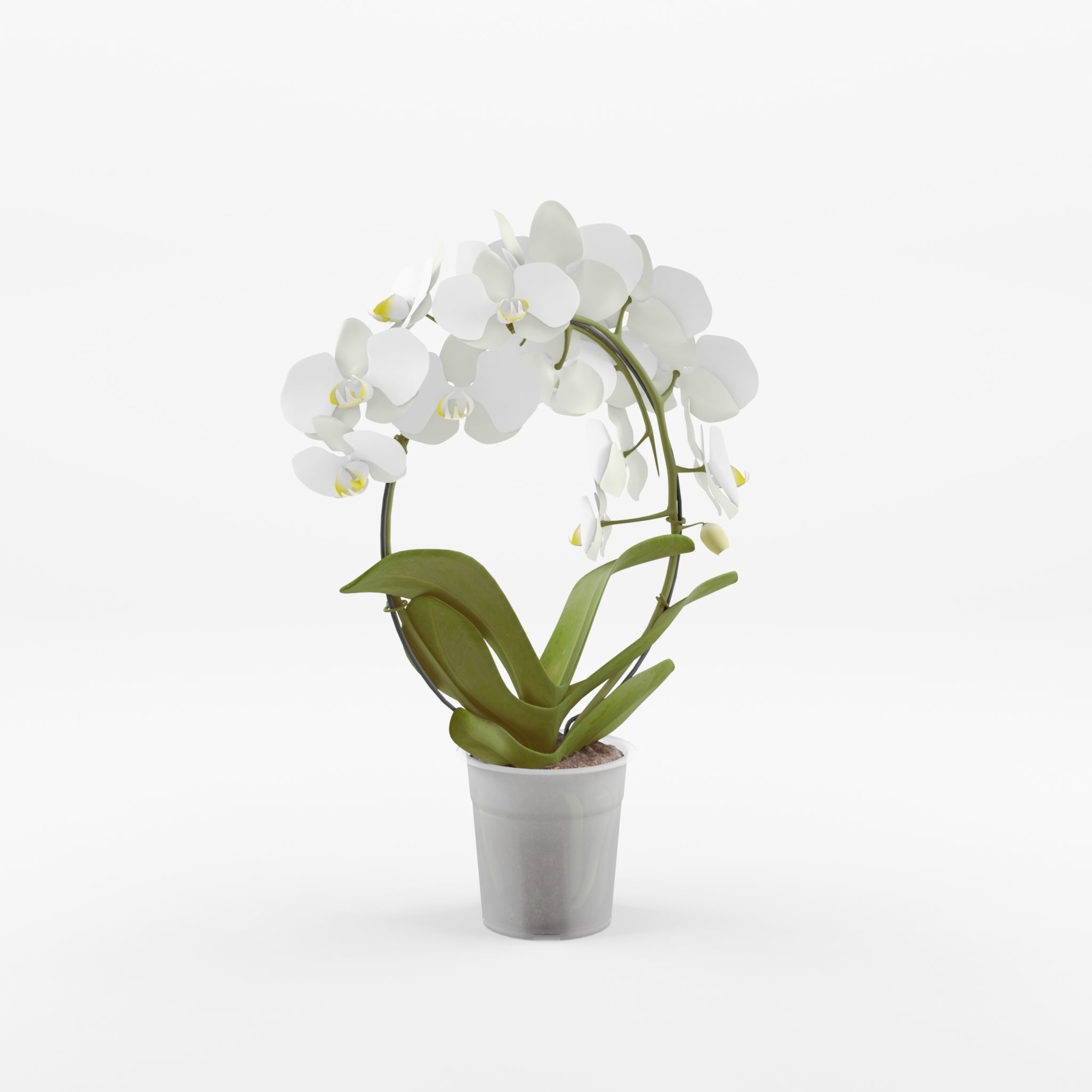 Moth Orchid Phalaenopsis 3D Model  Low-poly 3D model_1