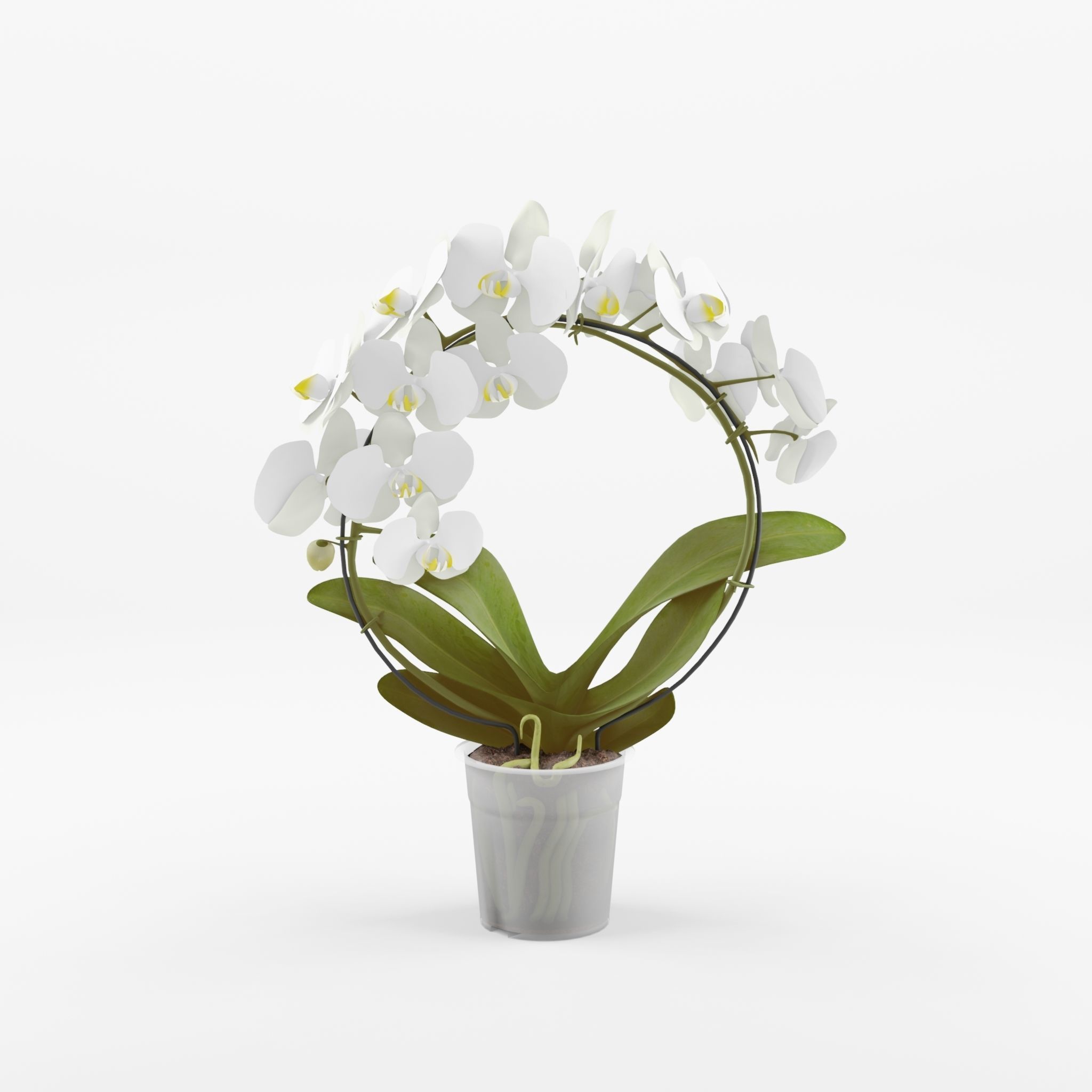 Moth Orchid Phalaenopsis 3D Model  Low-poly 3D model_3