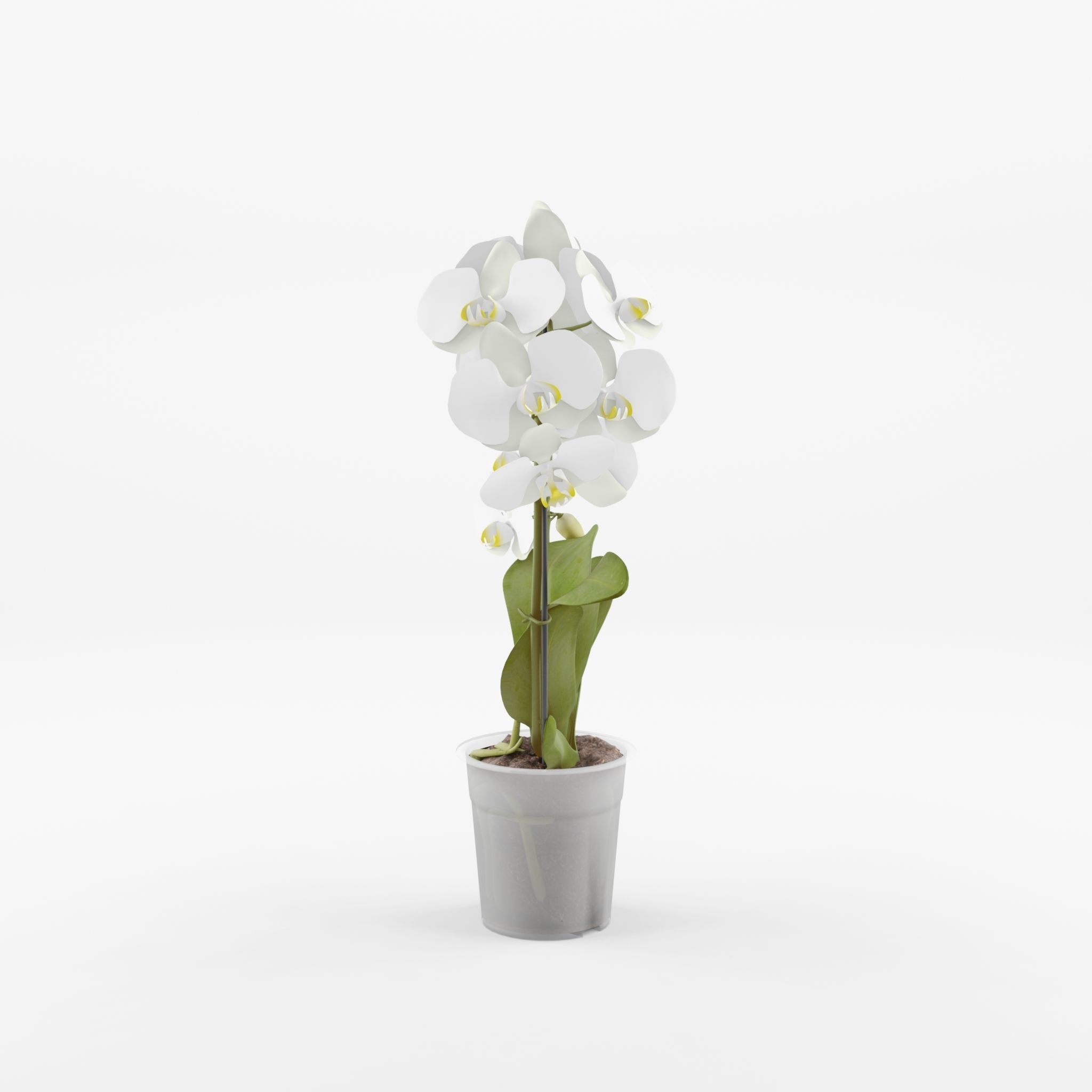 Moth Orchid Phalaenopsis 3D Model  Low-poly 3D model_2
