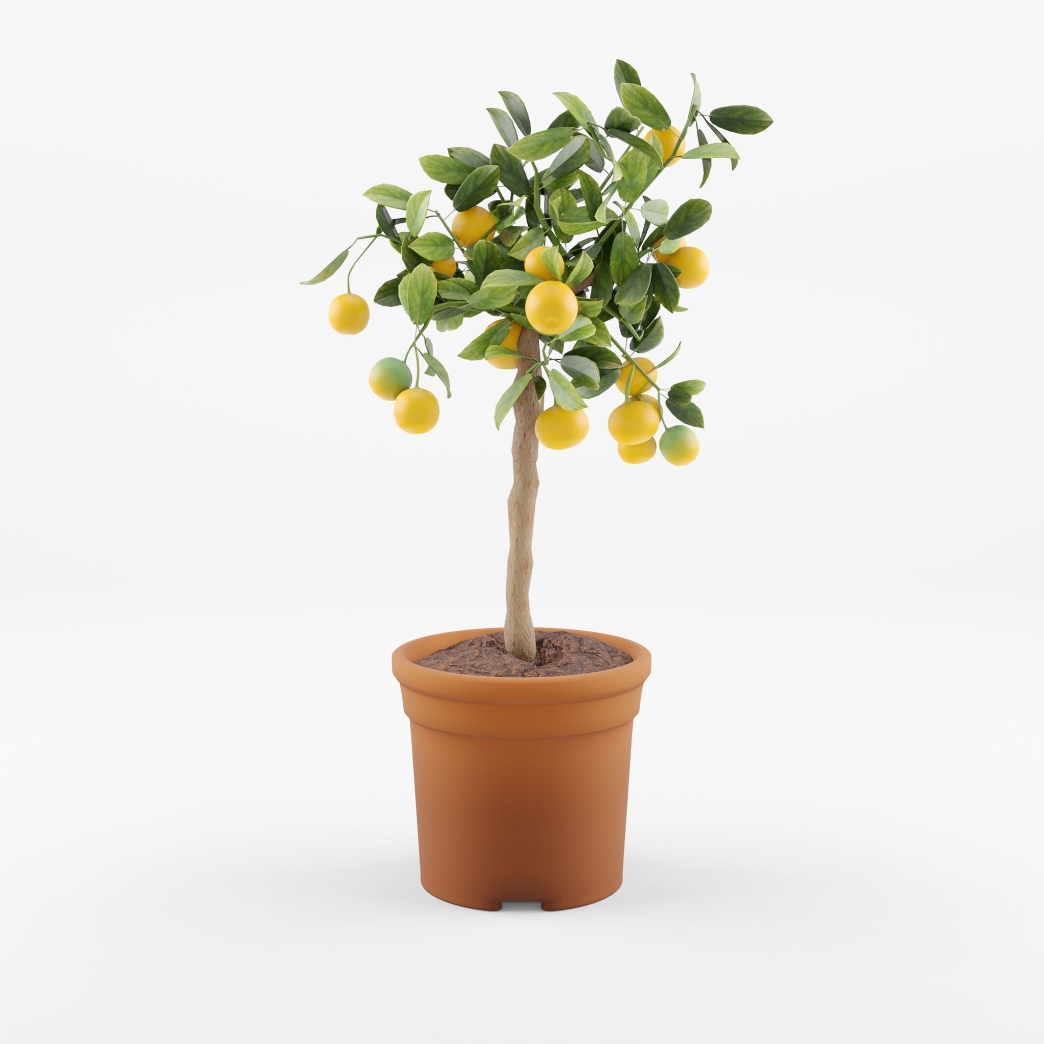 Citrus Calamondin Philippine lime 3D Model Low-poly 3D model_3