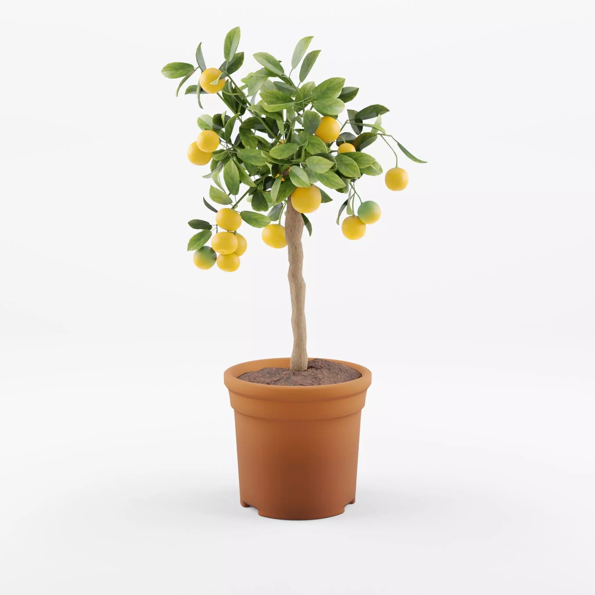 Citrus Calamondin Philippine lime 3D Model Low-poly 3D model_0