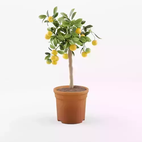 Citrus Calamondin Philippine lime 3D Model Low-poly 3D model