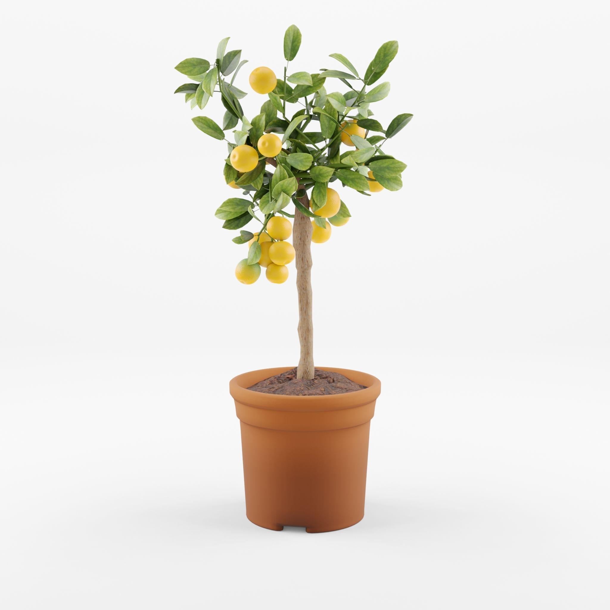 Citrus Calamondin Philippine lime 3D Model Low-poly 3D model_1