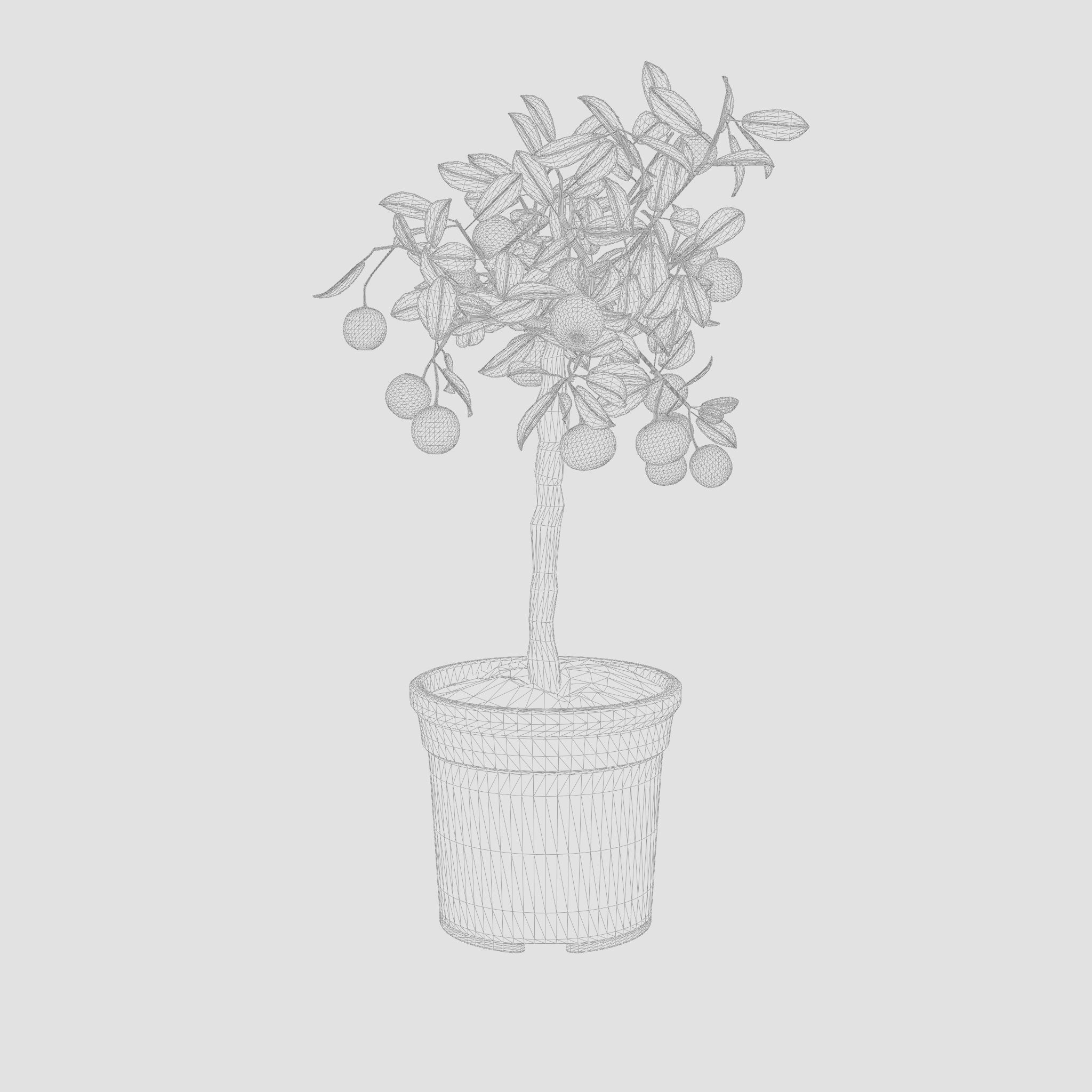 Citrus Calamondin Philippine lime 3D Model Low-poly 3D model_7