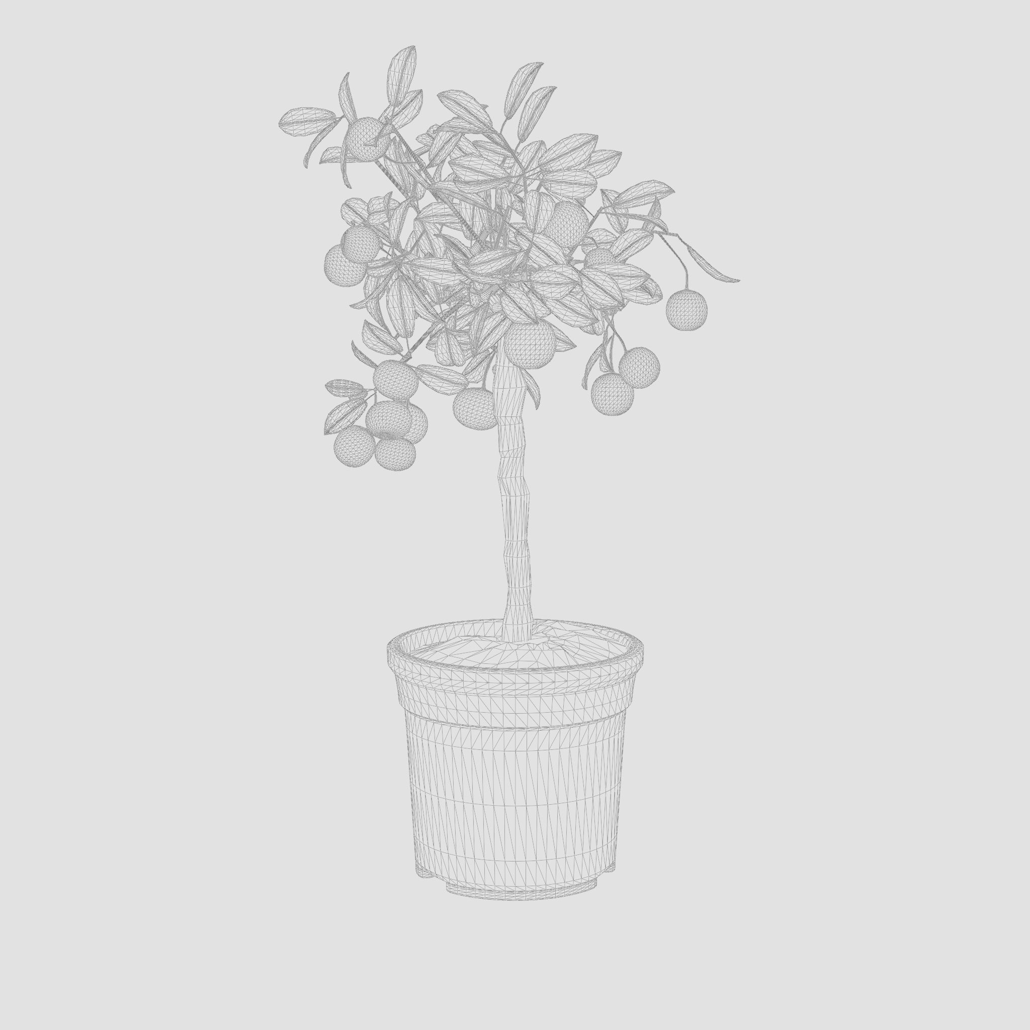 Citrus Calamondin Philippine lime 3D Model Low-poly 3D model_4