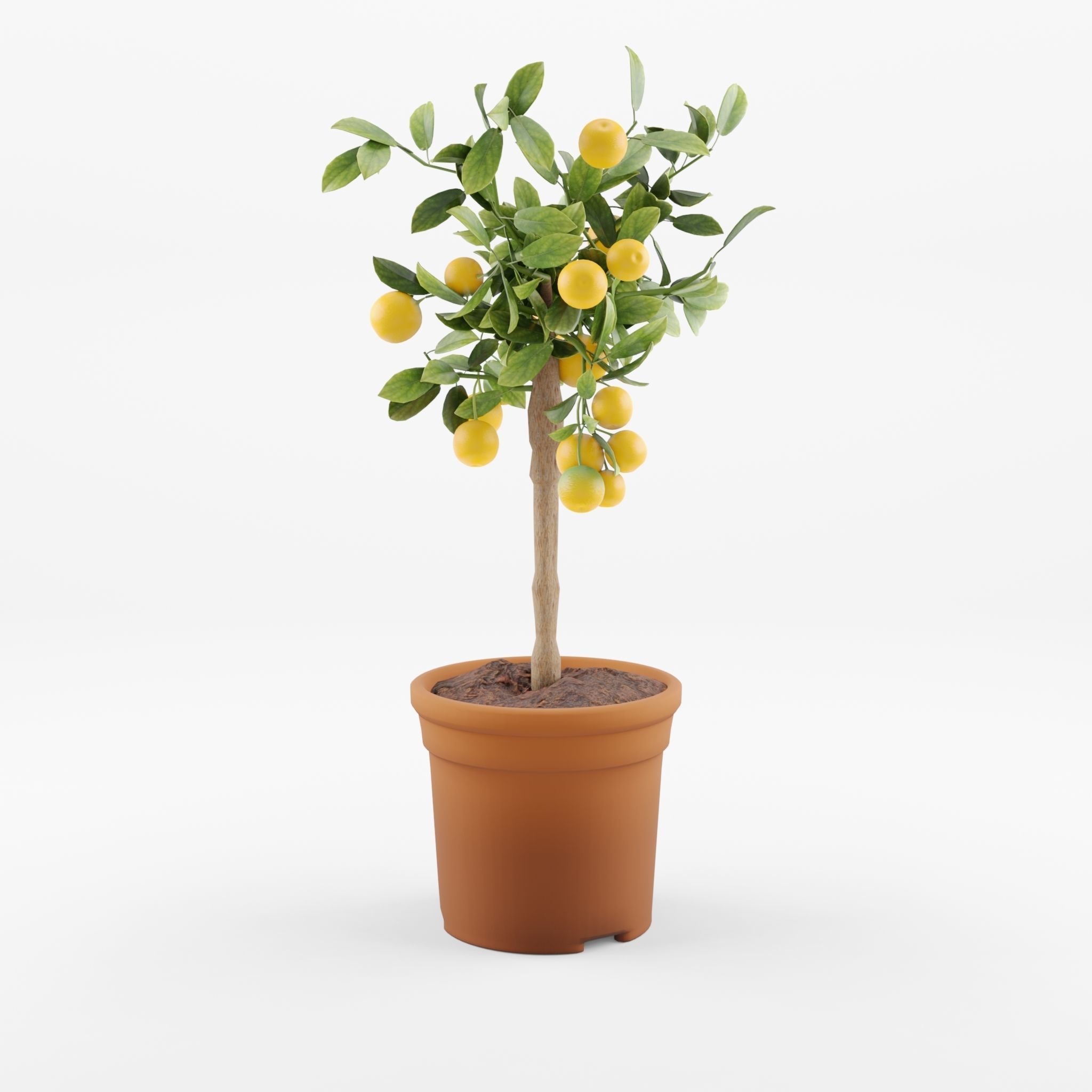 Citrus Calamondin Philippine lime 3D Model Low-poly 3D model_2