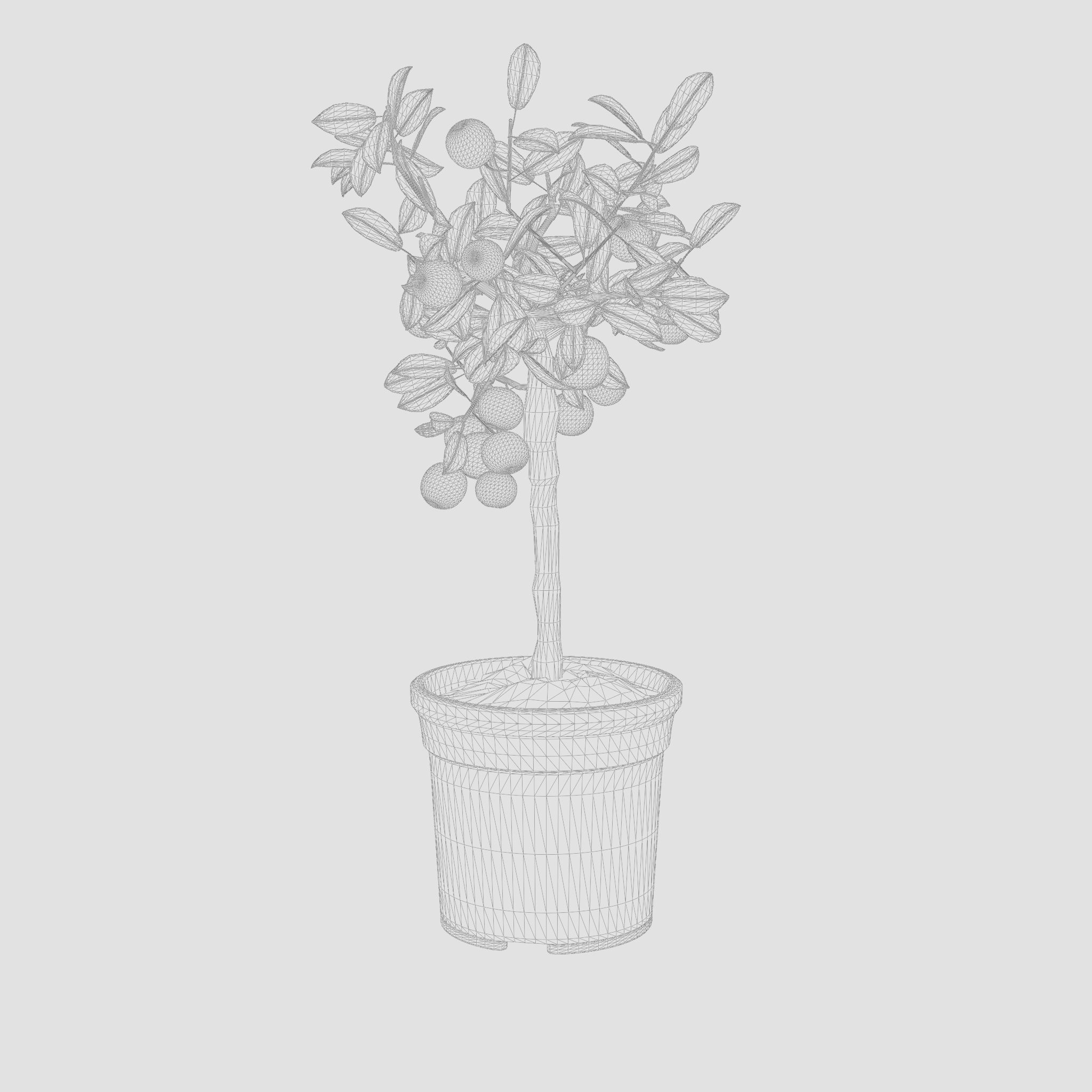 Citrus Calamondin Philippine lime 3D Model Low-poly 3D model_5