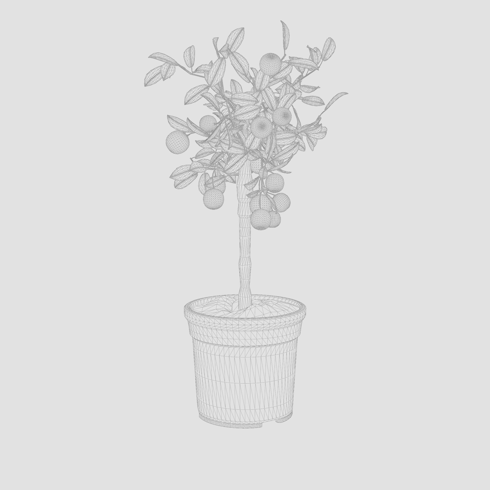 Citrus Calamondin Philippine lime 3D Model Low-poly 3D model_6