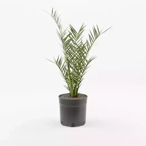 Canary Island Date Palm 3D Model