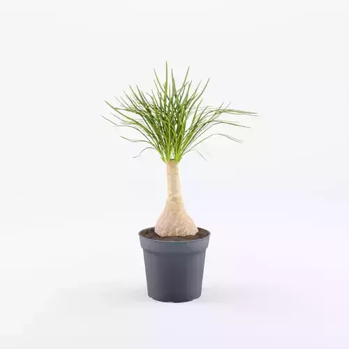 Ponytail Palm 3D Model