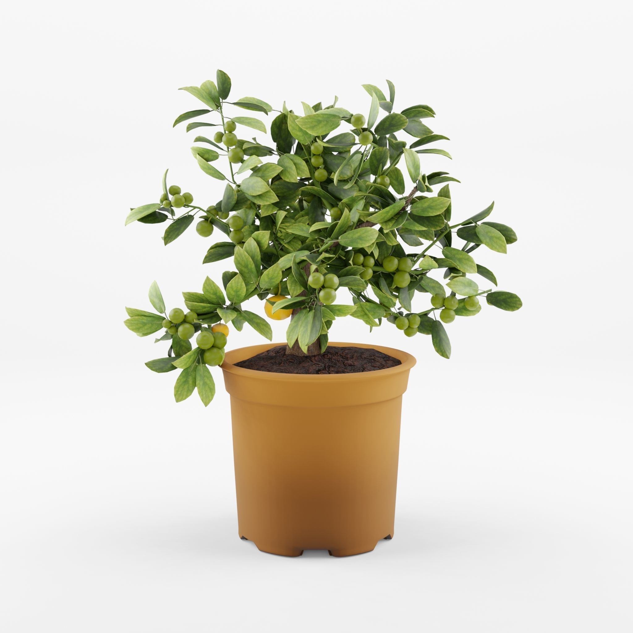 Citrus Calamondin Philippine Lime 3D Model Low-poly 3D model_3