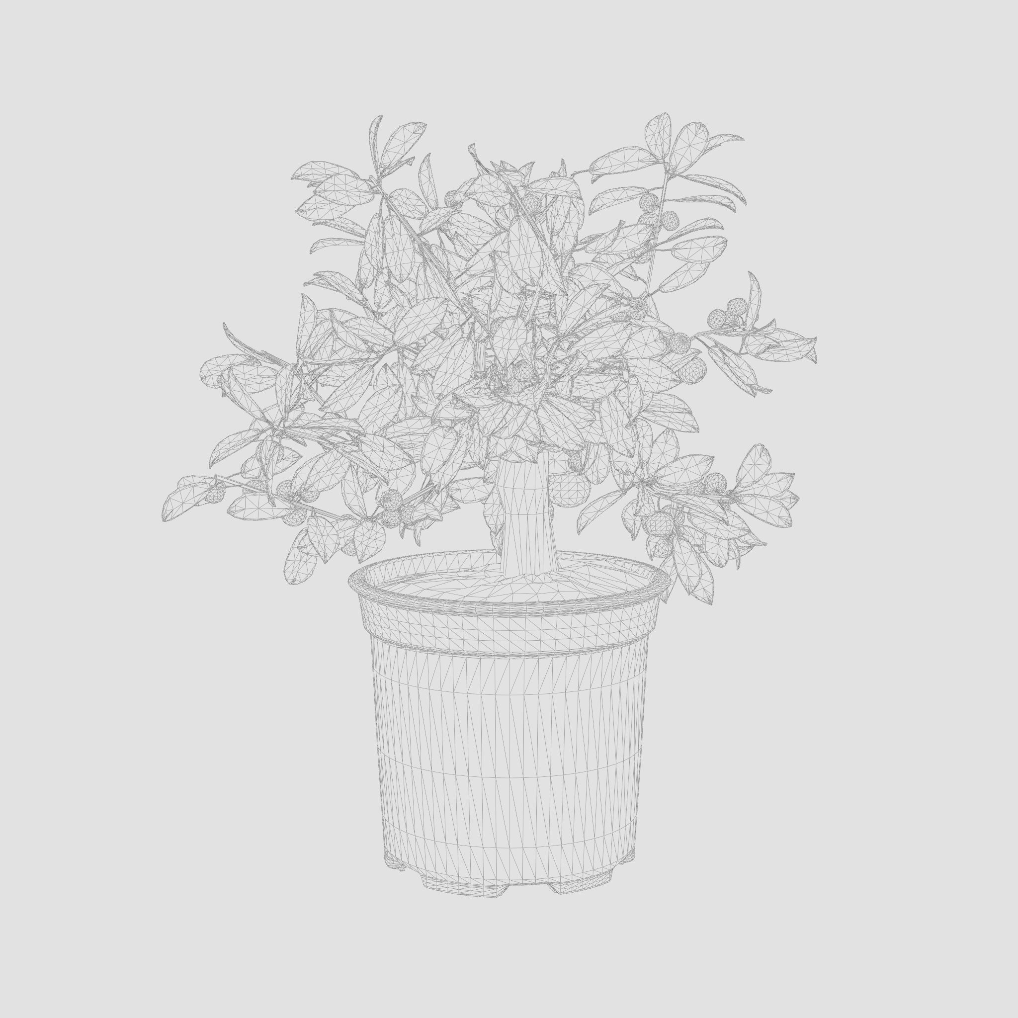 Citrus Calamondin Philippine Lime 3D Model Low-poly 3D model_4