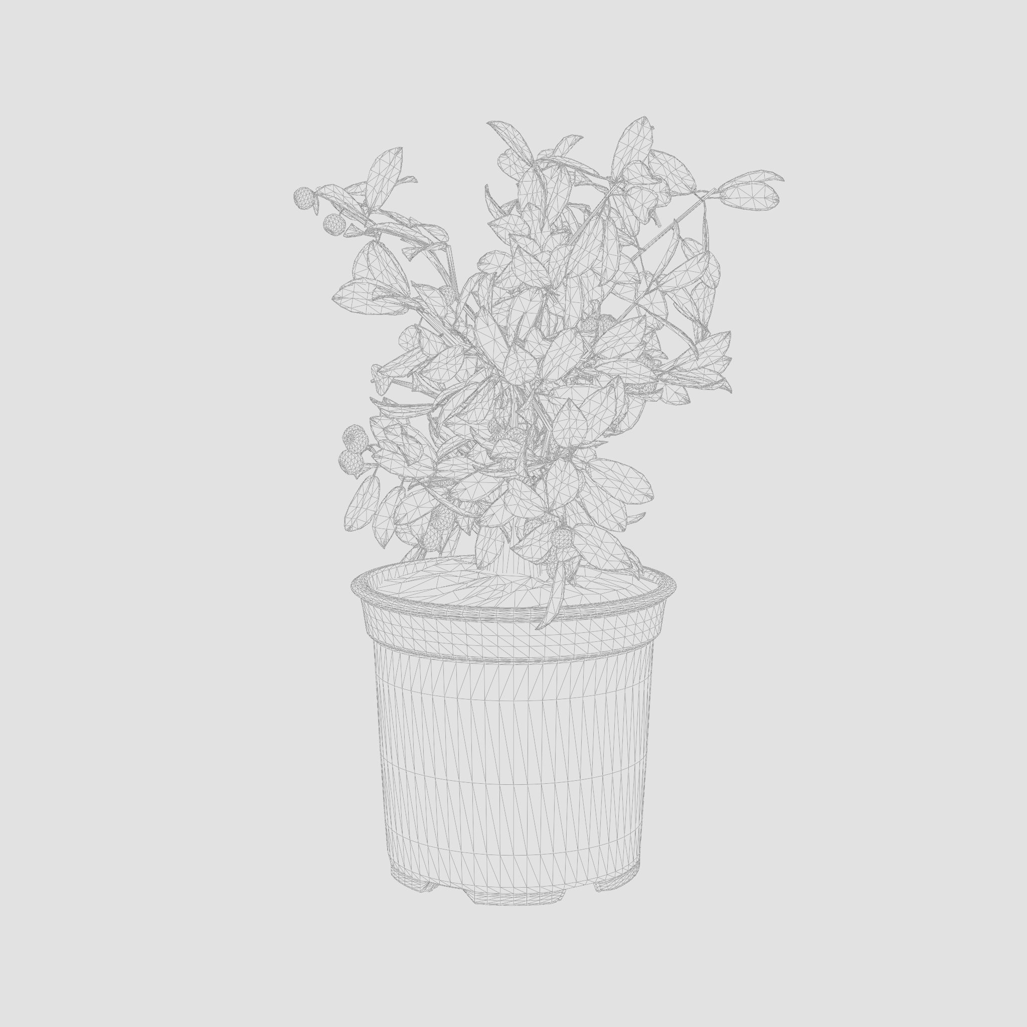 Citrus Calamondin Philippine Lime 3D Model Low-poly 3D model_6