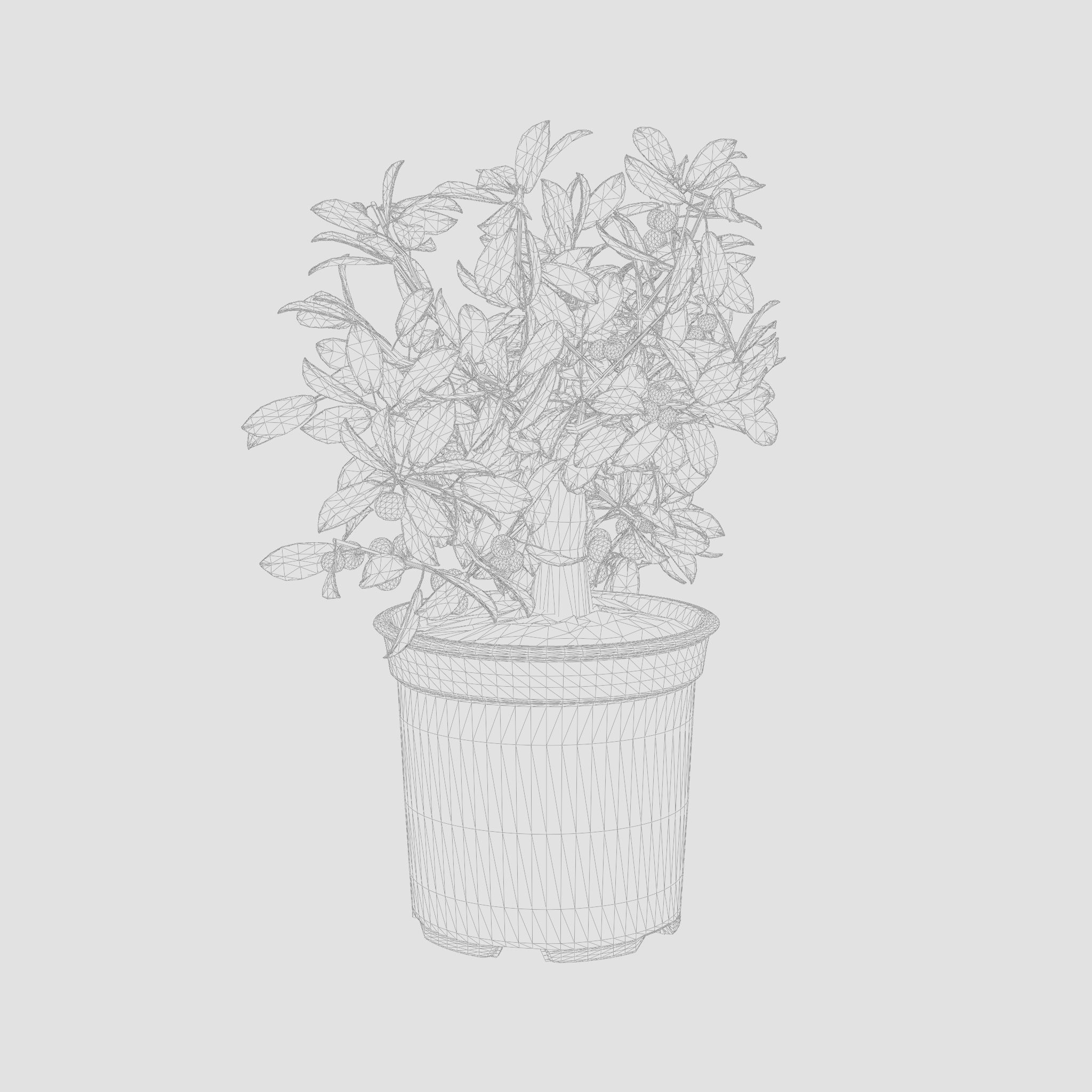 Citrus Calamondin Philippine Lime 3D Model Low-poly 3D model_5