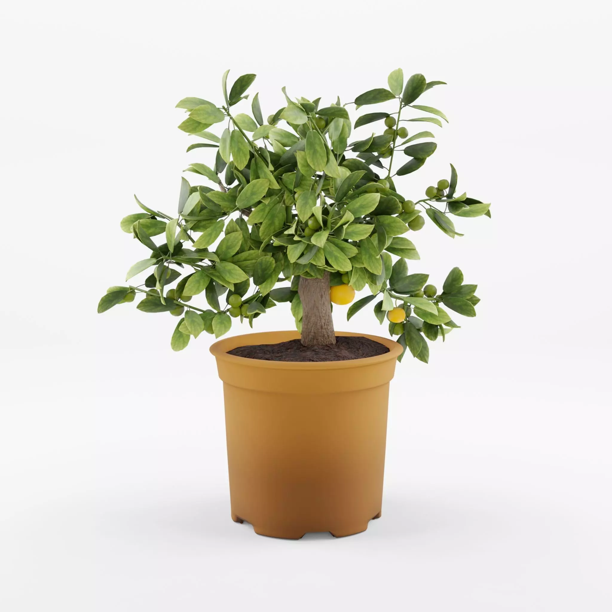 Citrus Calamondin Philippine Lime 3D Model Low-poly 3D model_0