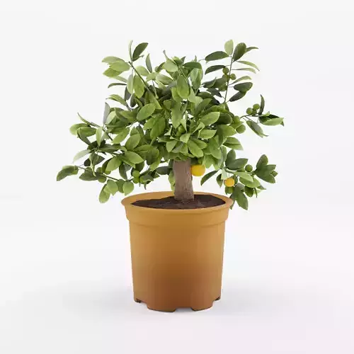 Citrus Calamondin Philippine Lime 3D Model Low-poly 3D model