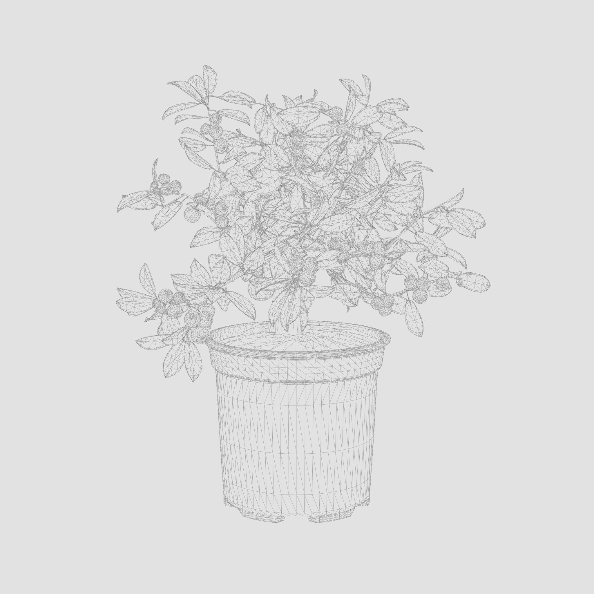 Citrus Calamondin Philippine Lime 3D Model Low-poly 3D model_7