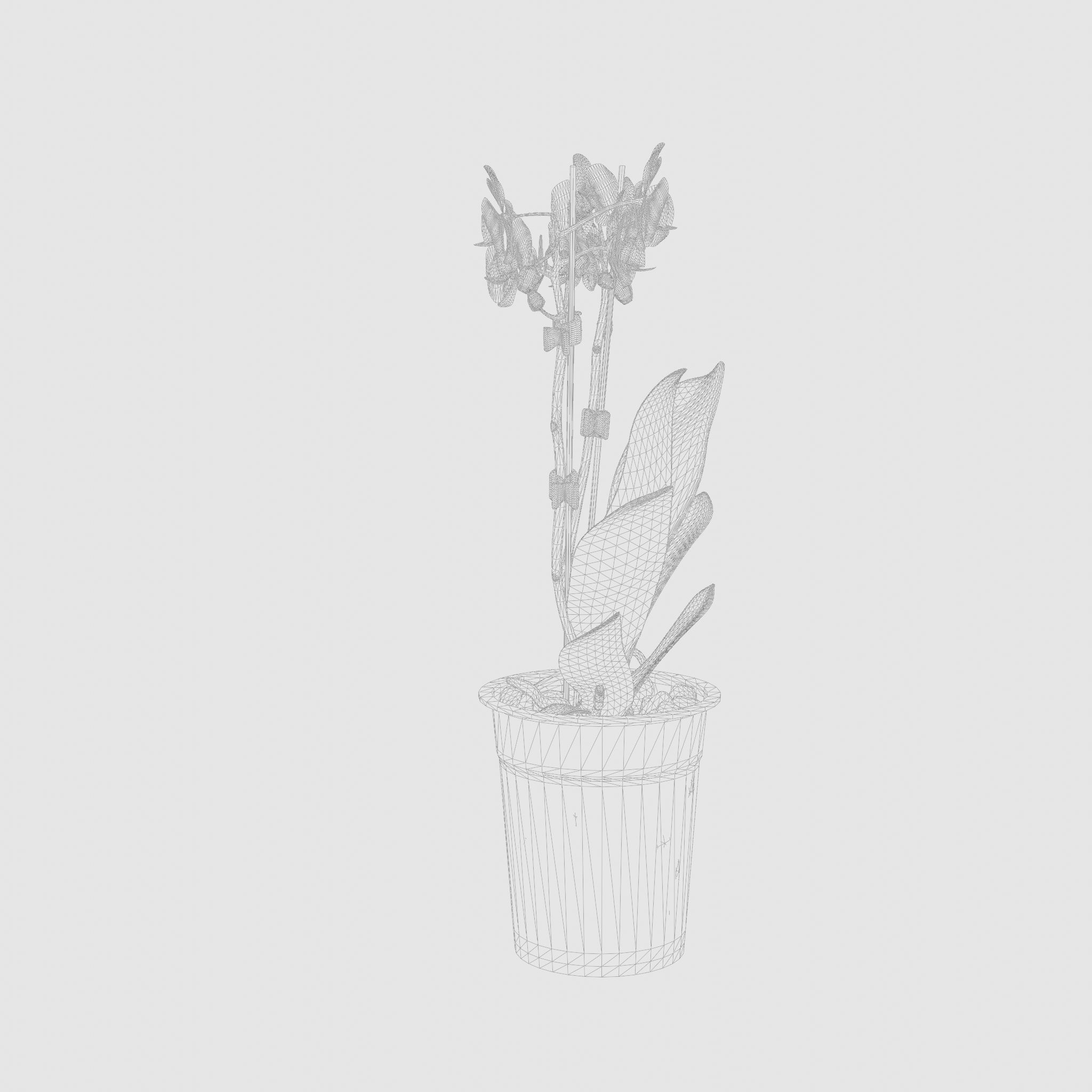 Moth Orchid Phalaenopsis 3D Model  Low-poly 3D model_6