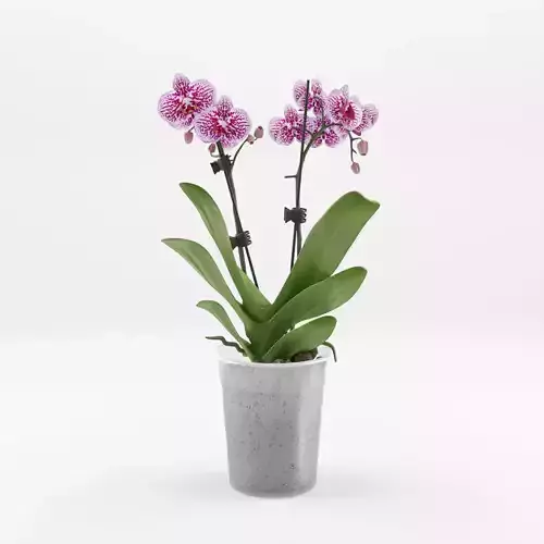Moth Orchid Phalaenopsis 3D Model  Low-poly 3D model