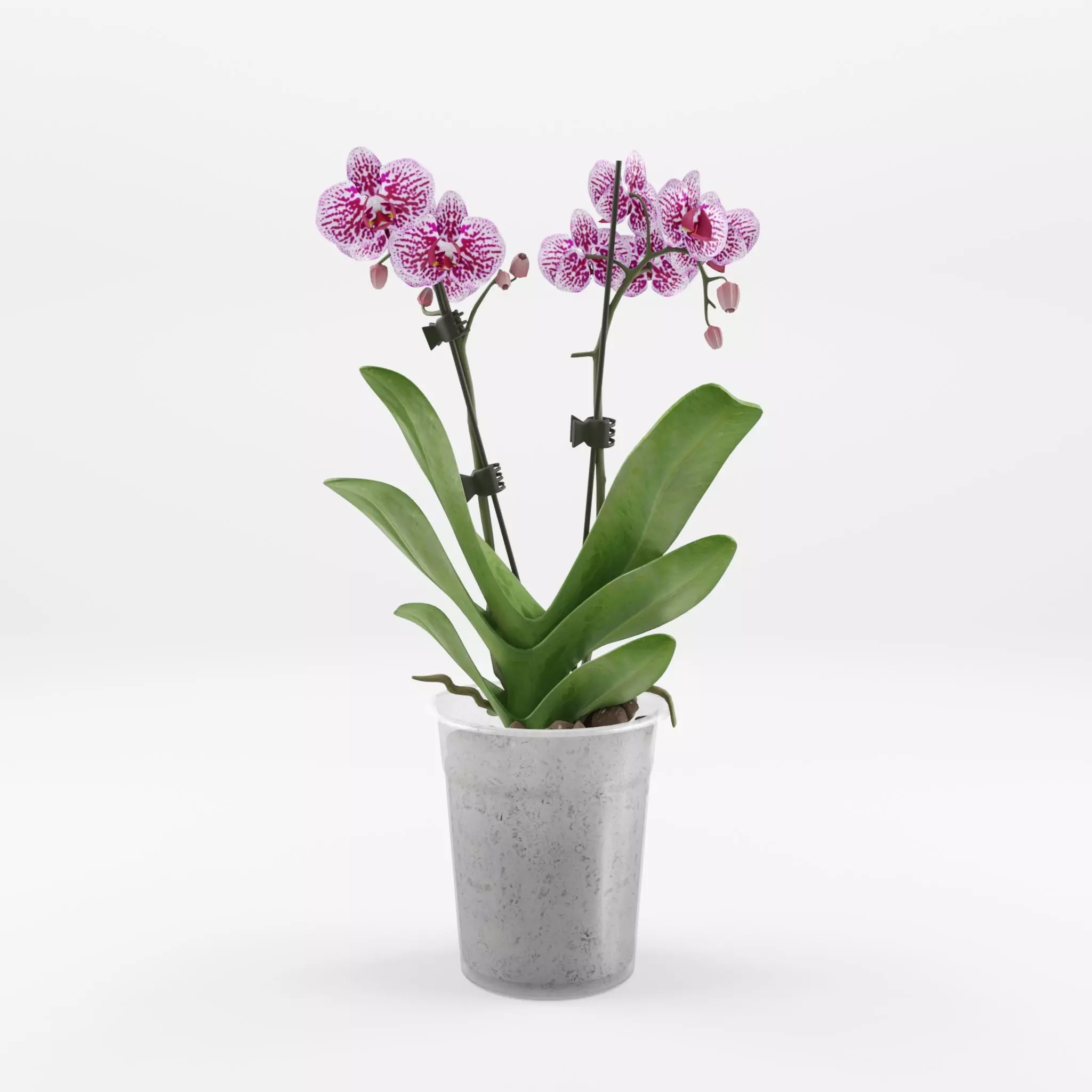Moth Orchid Phalaenopsis 3D Model  Low-poly 3D model_0