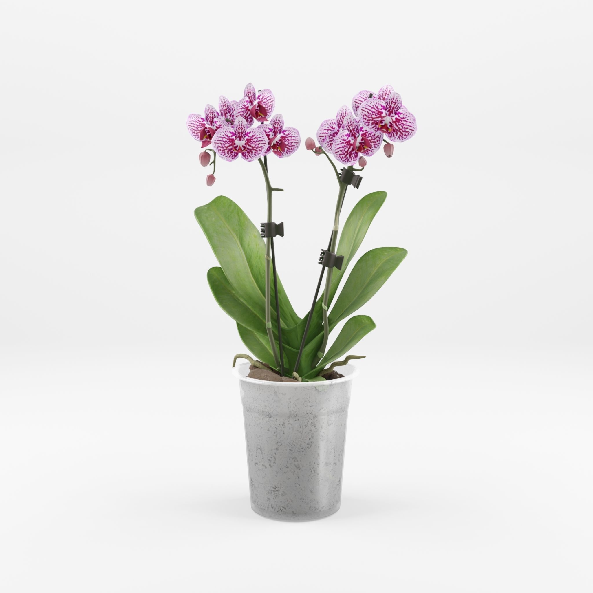 Moth Orchid Phalaenopsis 3D Model  Low-poly 3D model_3