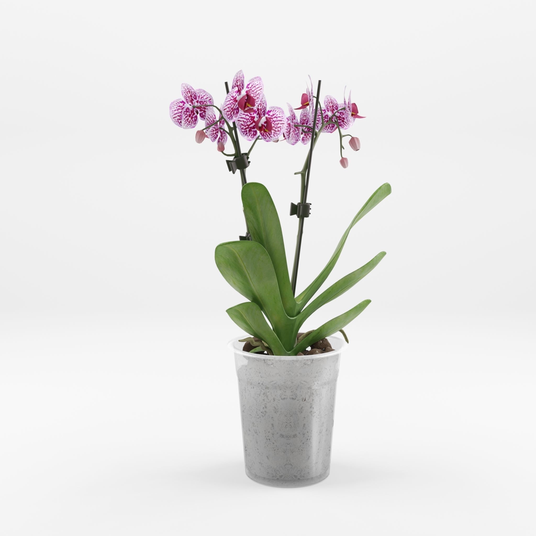 Moth Orchid Phalaenopsis 3D Model  Low-poly 3D model_1
