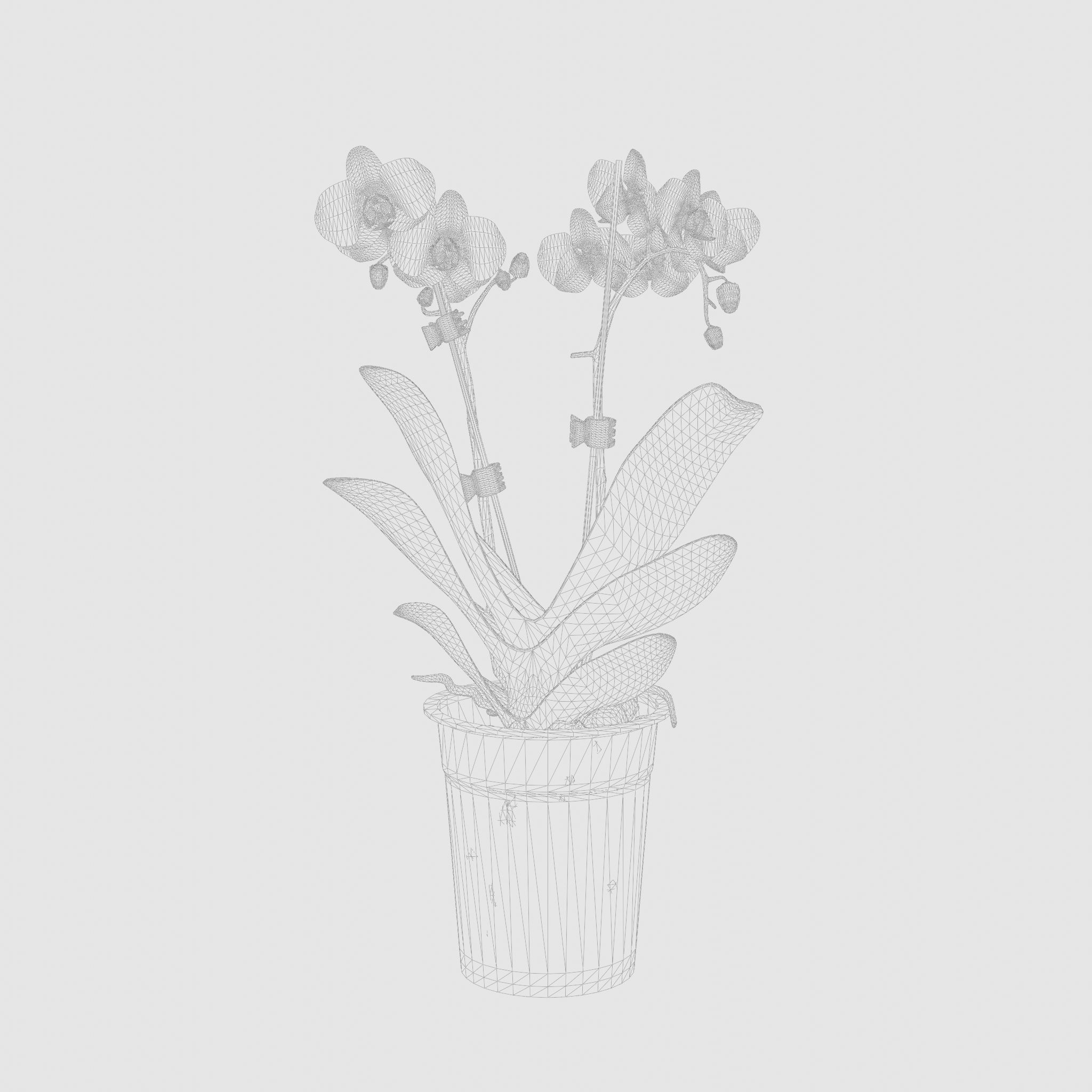 Moth Orchid Phalaenopsis 3D Model  Low-poly 3D model_4