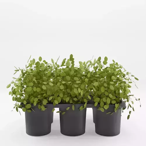 Muehlenbeckia Maidenhair Vine 3D Model