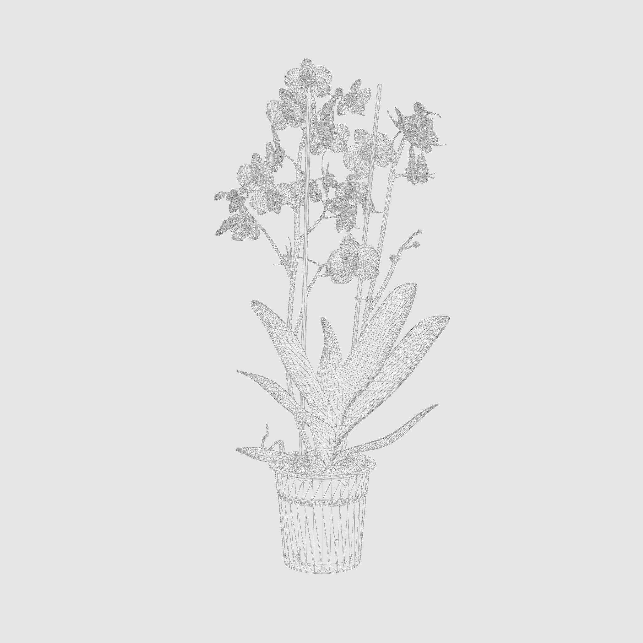 Moth Orchid Phalaenopsis 3D Model  Low-poly 3D model_5