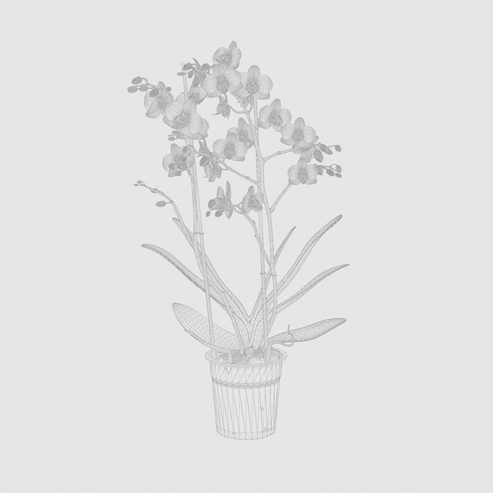 Moth Orchid Phalaenopsis 3D Model  Low-poly 3D model_7