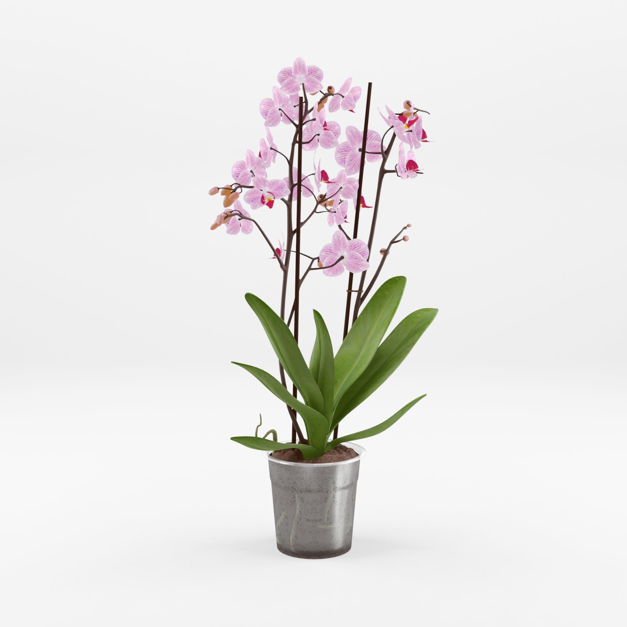 Moth Orchid Phalaenopsis 3D Model  Low-poly 3D model_1