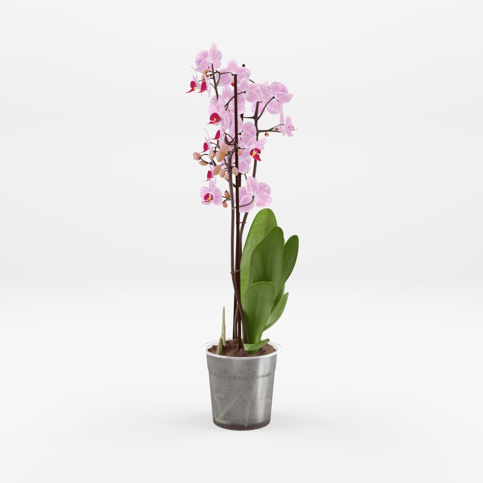 Moth Orchid Phalaenopsis 3D Model  Low-poly 3D model_2