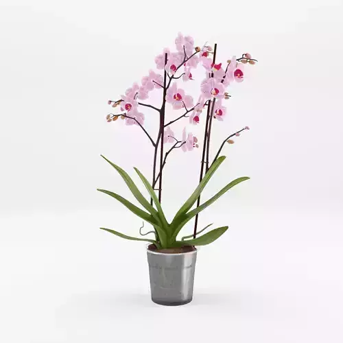 Moth Orchid Phalaenopsis 3D Model  Low-poly 3D model