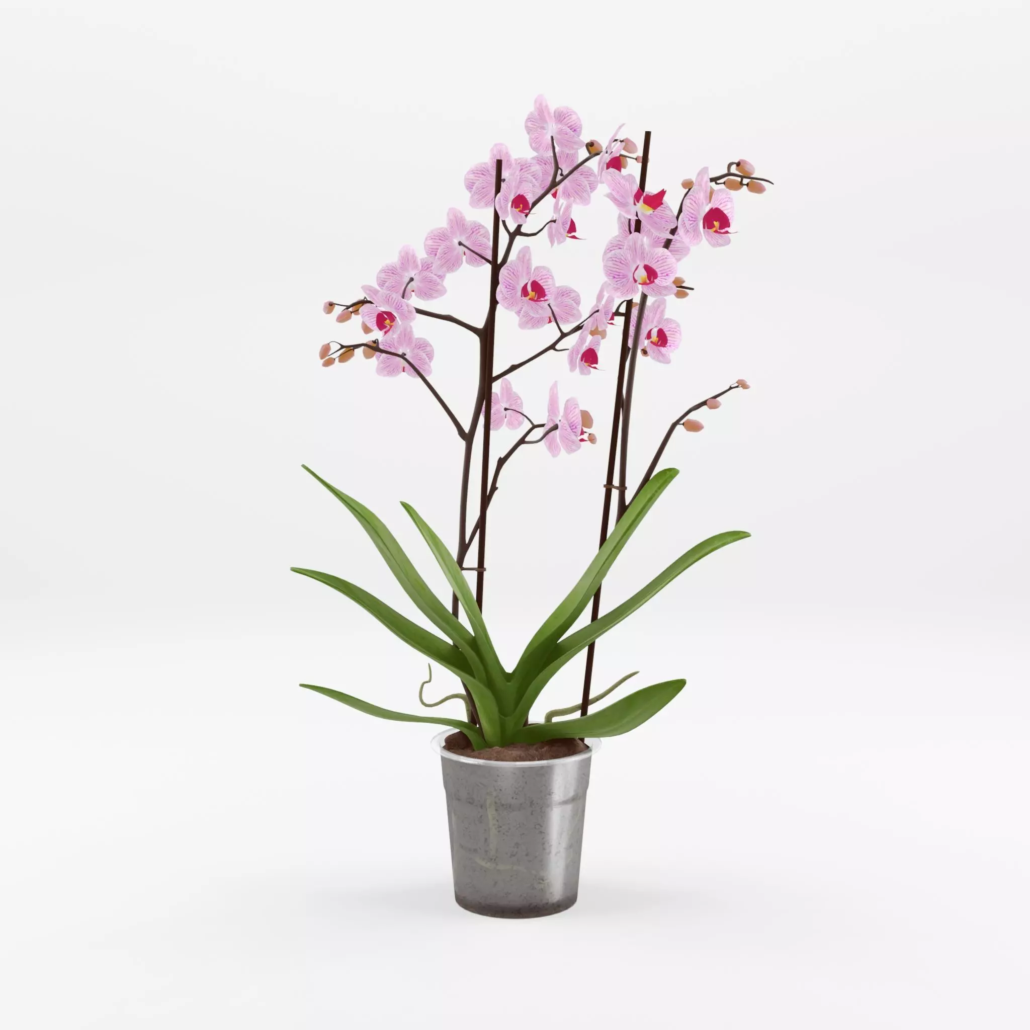 Moth Orchid Phalaenopsis 3D Model  Low-poly 3D model_0