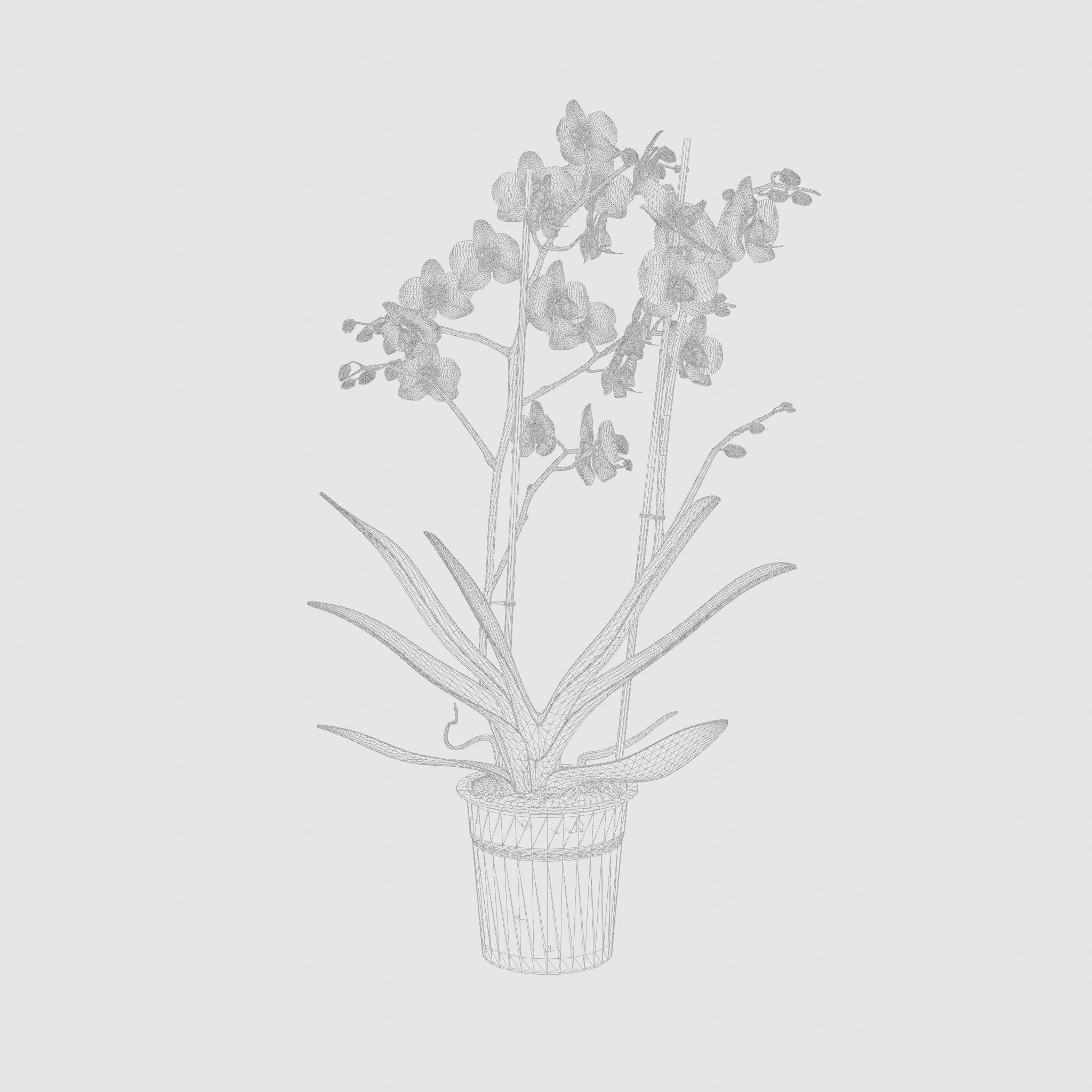 Moth Orchid Phalaenopsis 3D Model  Low-poly 3D model_4