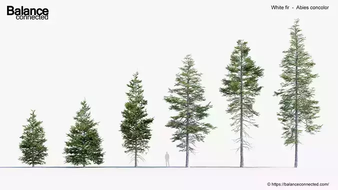 White fir Abies concolor 3D Model