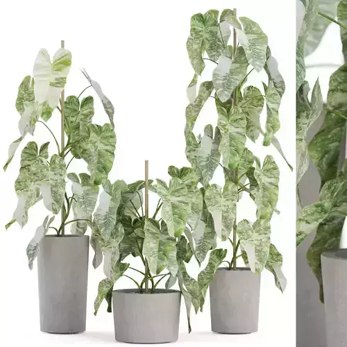 Plants collection 913 3D model