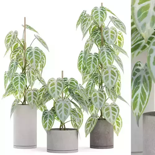 Plants collection 914 3D model