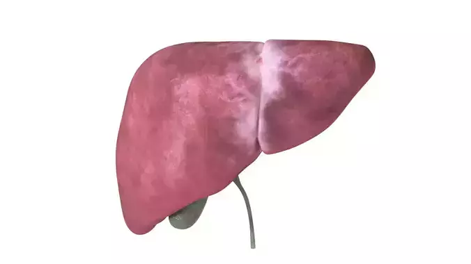 Human Liver Organ 3D model